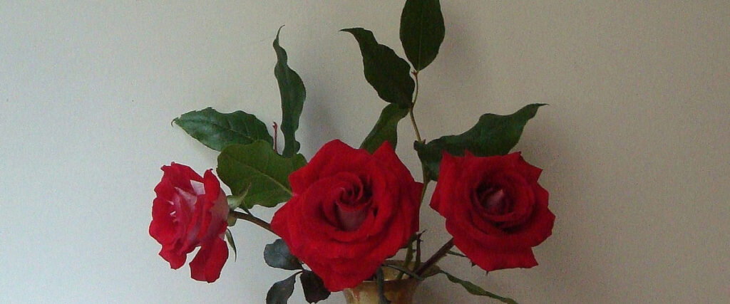A small bouquet of three bright red roses with green leaves stands against a plain, light gray background. The roses are in full bloom, showcasing their vibrant petals and rich color—perfect for adding a touch of elegance to your presentation or pitch deck.